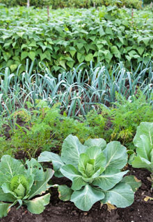 Combinar hortalizas, combinaciones que permiten cosechar mejor!