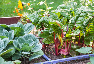 Combinar hortalizas, combinaciones que permiten cosechar mejor!