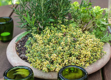 Cultive las hierbas aromticas en maceta