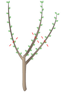 Poda de arboles frutales