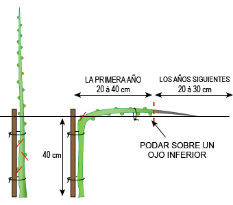 Poda de arboles frutales