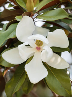 ! La magnolia no teme la polucin!