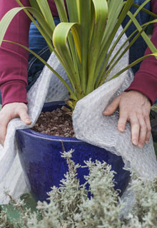 Proteger las plantas en maceta del fro