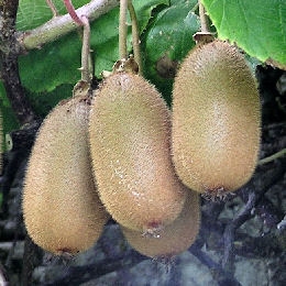 Kiwi autof�rtil - Actinidia chinensis
