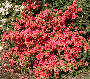 Azalea japonesa 'Bengal fire' - Azalea japonica 'Bengal fire'