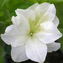Azalea japonesa 'Olga Niblett' - Azalea japonica 'Olga Niblett'