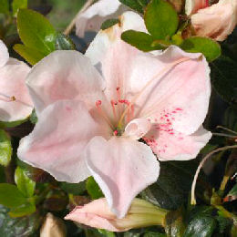 Azalea japonesa Sir Robert, Azalea japonica  Sir Robert