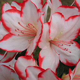 Azalea japonesa 'Sachsenstern'- Azalea japonica 'Sachsenstern'
