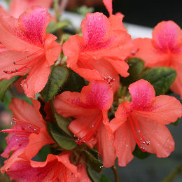 Azalea japonesa 'Bengal fire' - Azalea japonica 'Bengal fire'