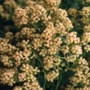 Chilca - Baccharis halimifolia