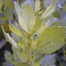 Chilca - Baccharis halimifolia