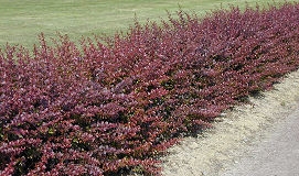 Agracejo rojo - agracejo purp�rea - berberis - Berberis thunbergii 'atropurpurea'