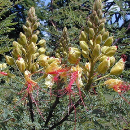 Poinciana o barba de chivo - Caesalpinia Gilliesii