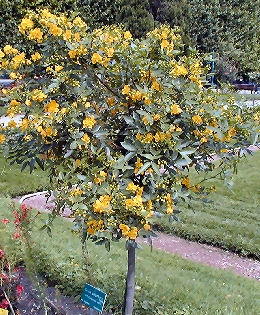 Casia corymbosa o rama negra - Cassia corymbosa
