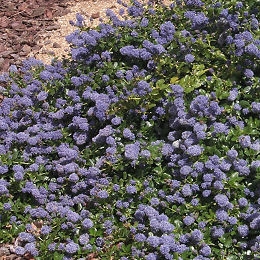 Ceanoto - Lila de California - Ceanothus thyrsiflorus Repens