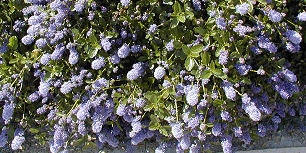 Ceanoto - Lila de California - Ceanothus thyrsiflorus Repens
