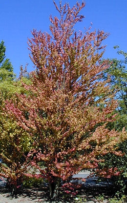 �rbol de Katsura - Cercidiphyllum japonicum