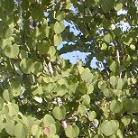 �rbol de Katsura - Cercidiphyllum japonicum