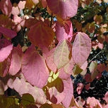 �rbol de Katsura - Cercidiphyllum japonicum