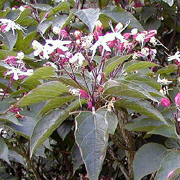 Arbol del destino 'Fargesii' - Clerodendrum trichotomum 'Fargesii'