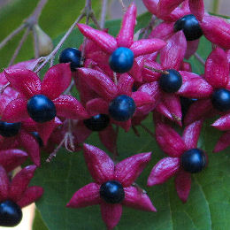Arbol del destino 'Fargesii' - Clerodendrum trichotomum 'Fargesii'