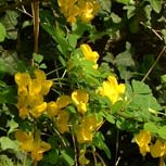 Colutea o Espantalobos, Colutea arborescens