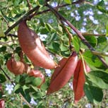 Colutea o Espantalobos, Colutea arborescens