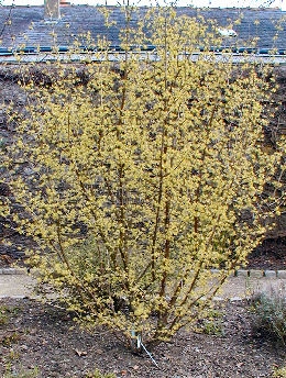 Cornejo officinalis - Cornus officinalis