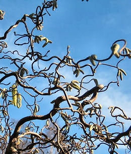 Les branches du noisetier tortueux sont tr�s caract�ristiques
