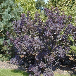 �rbol de las pelucas - Cotinus coggygria
