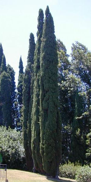 Cipr�s piramidal de Florencia - Cupressus sempervirens 'stricta'