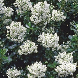 Escalonia Iveyii - Siete camisas Iveyii - Escallonia Iveyii