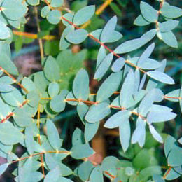 Eucalipto de peque�as hojas - Eucalyptus parvifolia