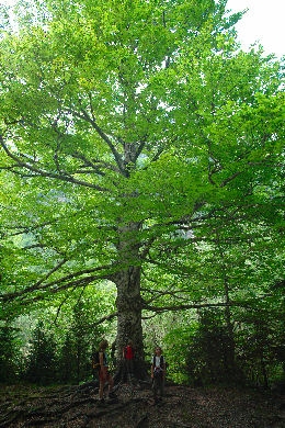 Haya - Fagus sylvatica