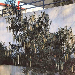 Garrya elliptica James Roof - Garrya elliptica James Roof
