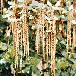 Garrya elliptica James Roof - Garrya elliptica James Roof
