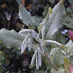 Garrya elliptica James Roof - Garrya elliptica James Roof