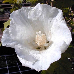 Altea 'Diana' o Rosa de Siria 'Diana' - Hibiscus syriacus 'Diana' o althea frutex 'Diana'