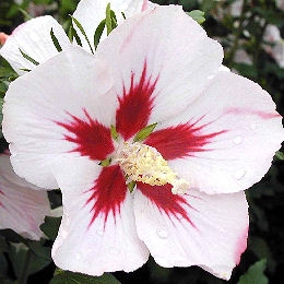 Altea 'Hamabo' - Hibiscus syriacus 'Hamabo' - althea frutex 'Hamabo'
