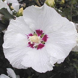 Altea 'Red Heart' - Hibiscus syriacus 'Red Heart' - althea frutex 'Red Heart'