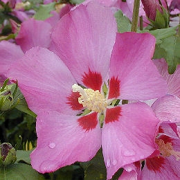 Altea 'Woodbridge' - Hibiscus syriacus 'Woodbridge' - althea frutex 'Woodbridge'