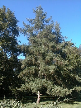 Alerce del Jap�n - Larix leptolepis - larix kaempferi