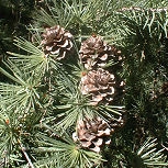 Alerce del Jap�n - Larix leptolepis - larix kaempferi