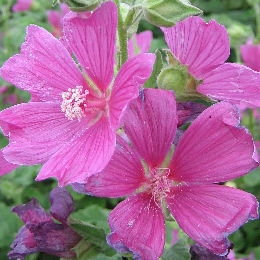 Lavatera 'Burgundy Wine' - Lavatera 'Burgundy Wine'