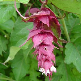 Leycesteria formosa Purple Rain - Leycesteria formosa Purple Rain