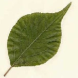 Albaricoquero japon�s  - Prunus mume - armeniaca mume