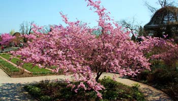 Cerezo japon�s de Sargent