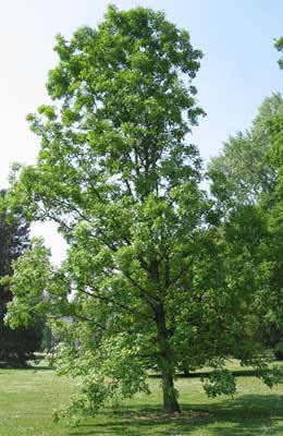 Roble de frutos grandes - Quercus macrocarpa
