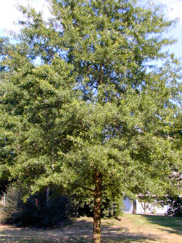 Roble sauce, Quercus phellos