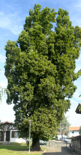 Roble pedunculado 'Fastigiata'  - Quercus robur 'Fastigiata'